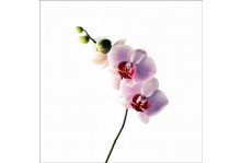 Штора для ванн 180х180 фотопринт орхидея п/э с пропитк ,утяжелит,люверсы Сurtain