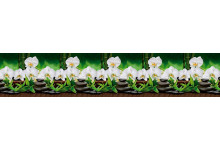 Скинали 0,60х3,00 Орхидеи белые (интерьерная панель) АВС термоперевод Россия